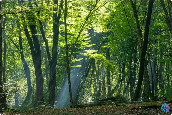 پارک جنگلی النگدره