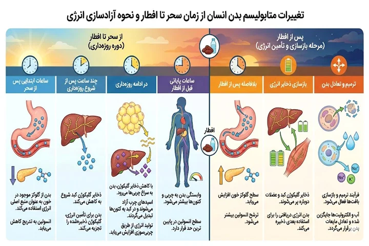 اینفوگرافیک تغییرات متابولیسم بدن از زمان سحر تا افطار